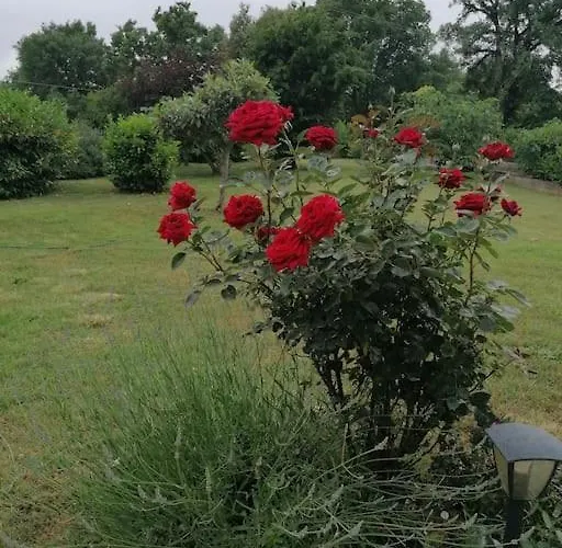 Il Boschetto Da Tiziana Badia Al Pino